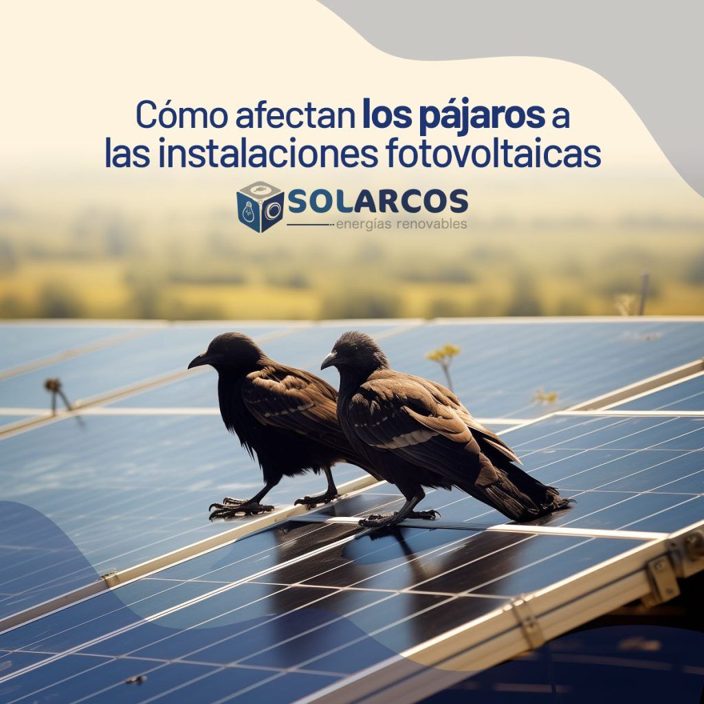 Pajaros en instalaciones fotovoltaicas